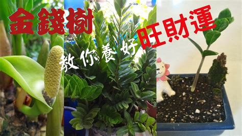 金錢樹種植|金錢樹的完美培育：金錢樹種植方法全攻略 – 植物盆栽綠寶典